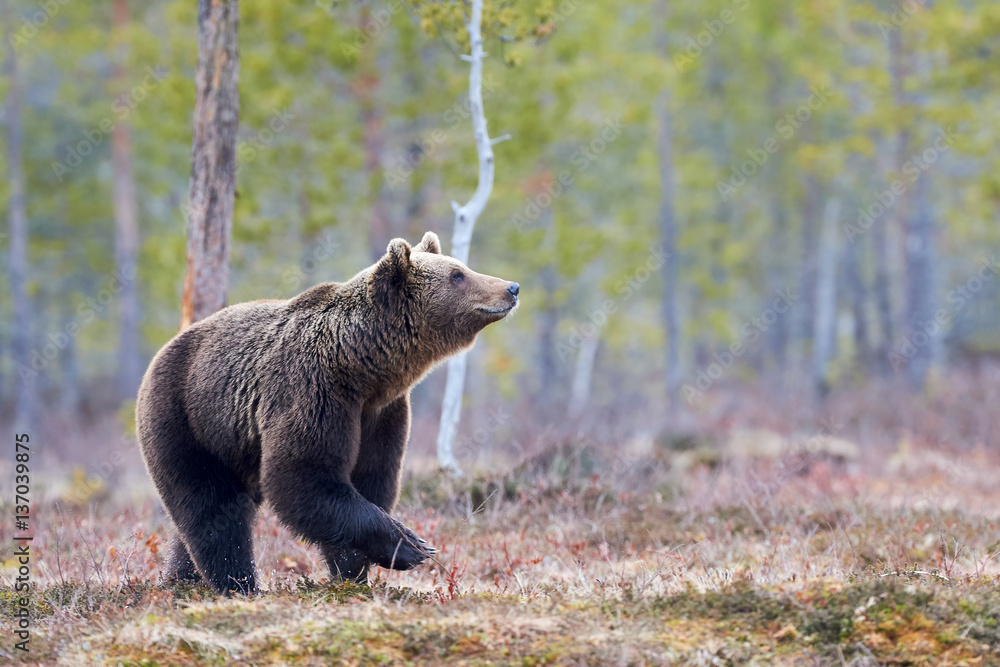 Obraz premium Brown bear in the taiga