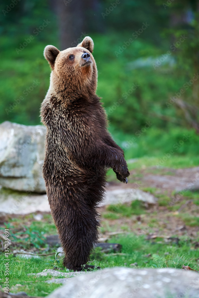 Fototapeta premium Young brown bear standing