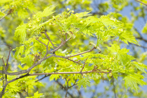Acer blossom in springtime