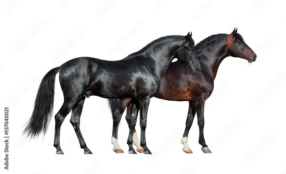 Horses isolated on white. Two dark horses standing together on white background. Horses isolated on white. Two dark horses standing together on white background.