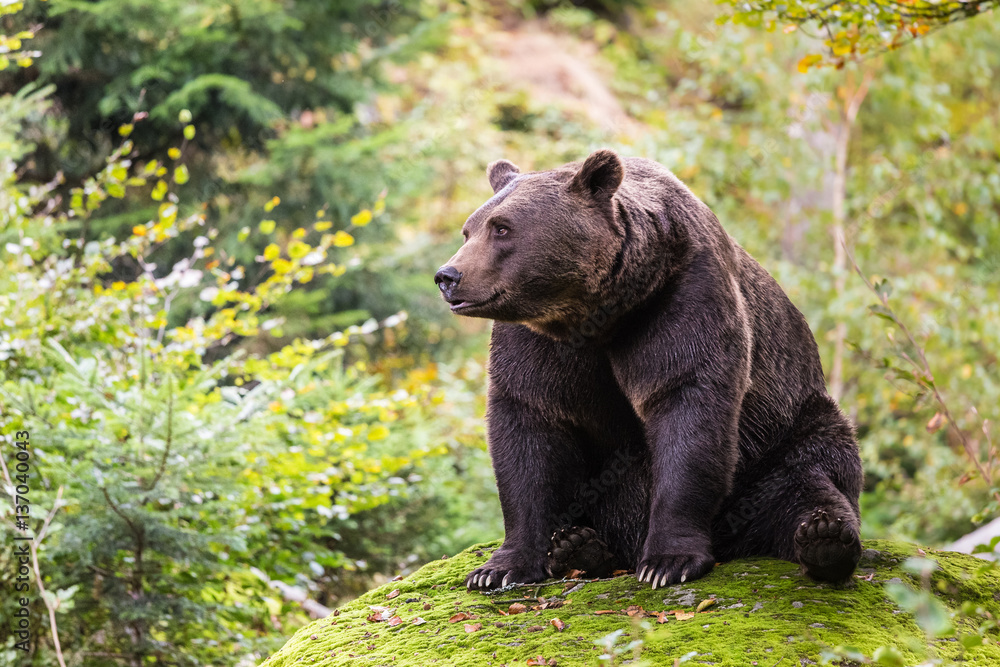 Fototapeta premium Braunbär