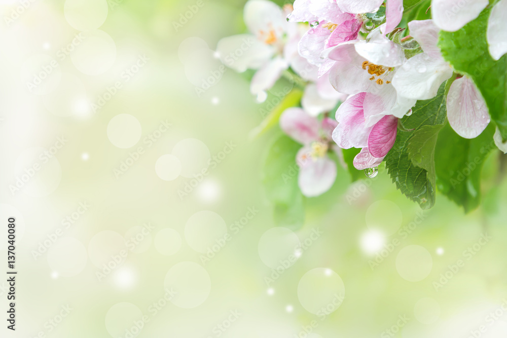 Blossoming apple Blossoming apple