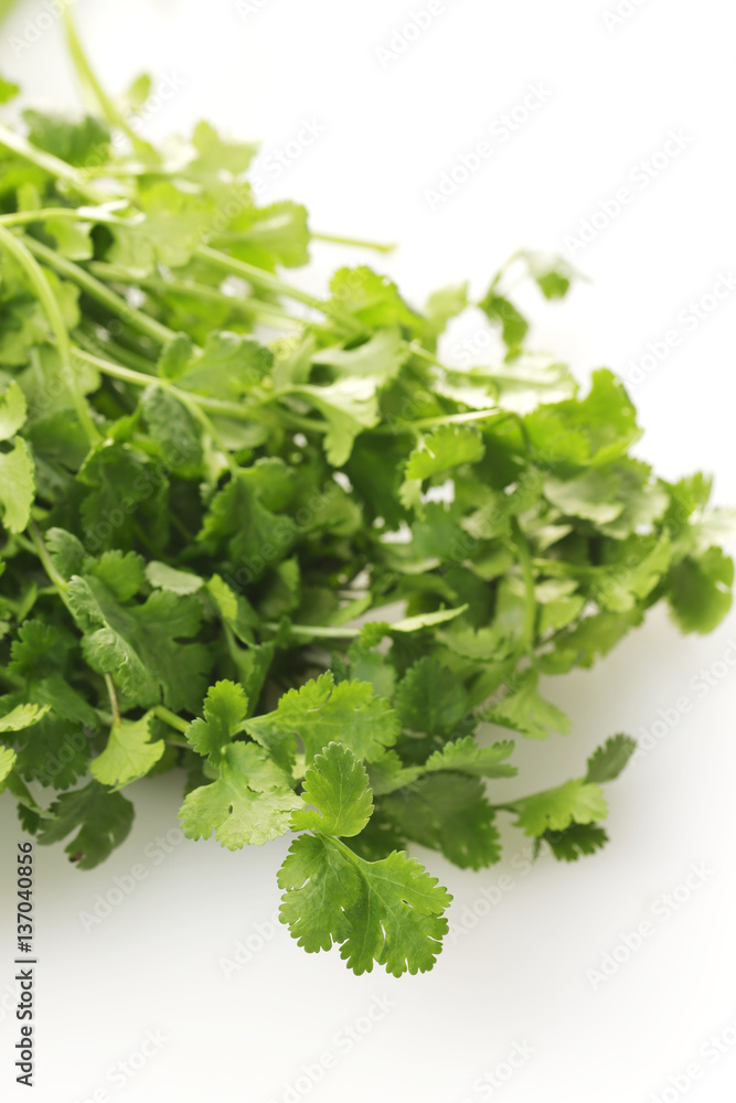 パクチー coriander パクチー coriander