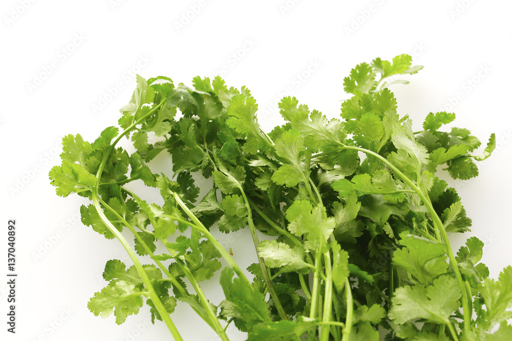 Obraz premium パクチー coriander