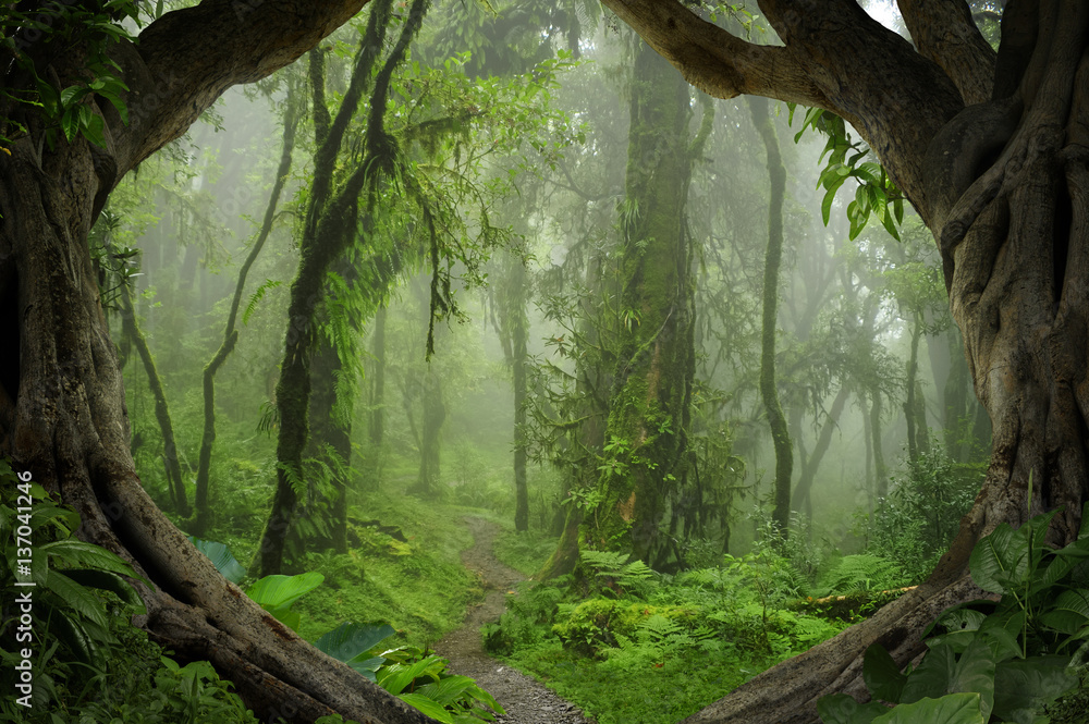 Fototapeta Tropikalna Dżungla z efektem 3D