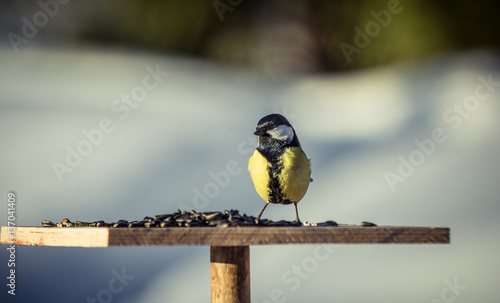 Great tit Parus Major on feeder at winter photo