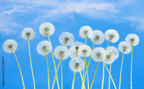 Dandelion flower on blue sky background. Bright clouds, beautiful landscape in summer season.