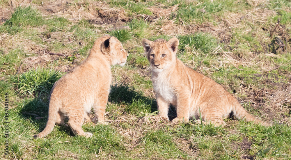 Fototapeta premium Lion cubs exploring it's surroundings