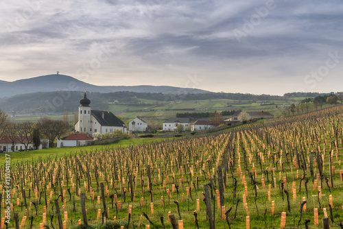 Photography Vineyards and Thallern winery in spring, Anninger mountain in background, Gumpol
