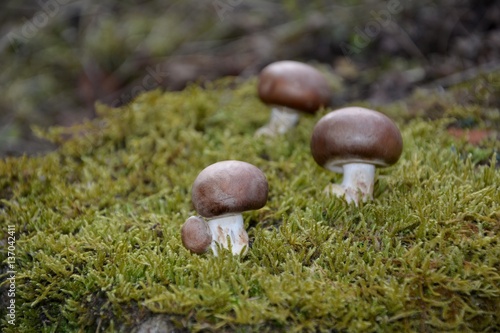 Bild auf Leinwand Drei braune Champignon Pilze  (Agaricaceae) auf grünem Moss