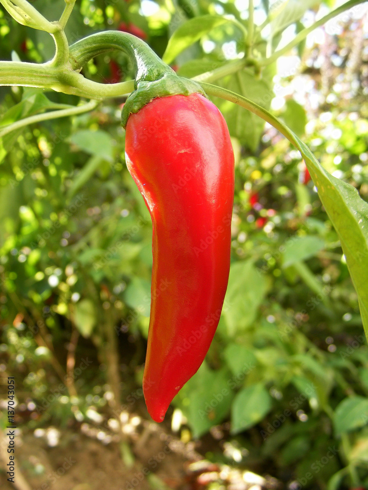 red pepper chilly/photography with scene rising red pepper chilly red pepper chilly/photography with scene rising red pepper chilly