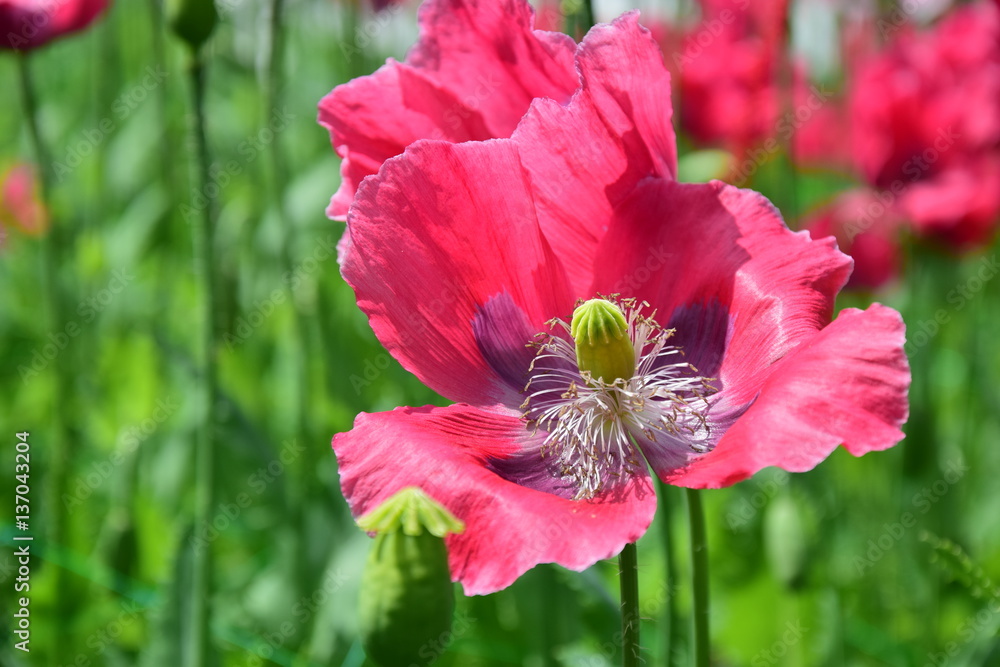 Blaumohnblüten