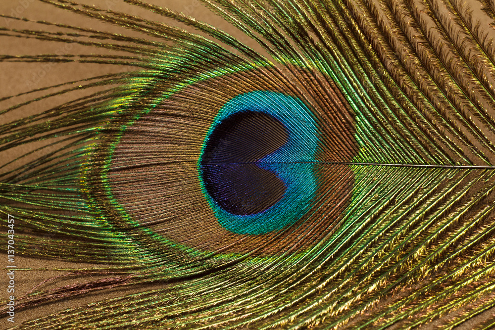 Fototapeta premium A part of peacock feather