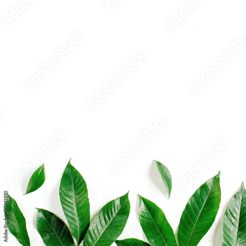Header. Green leaves on white background. Flat lay, top view. Floral composition © Floral Deco