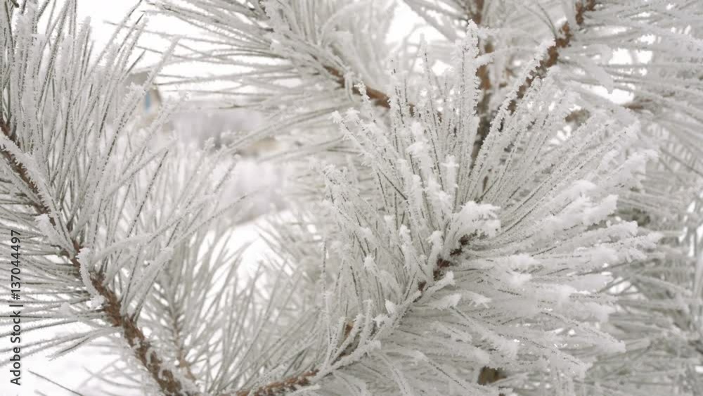 Fir branches covered with hoar frost Fir branches covered with hoar frost