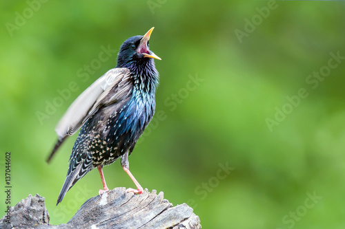 Bilde på lerret Common starling perching on a tree stump and singing