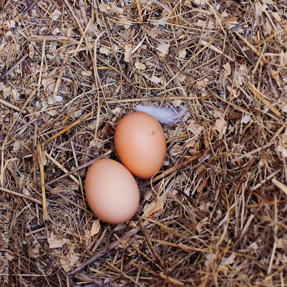 Eggs on nature background