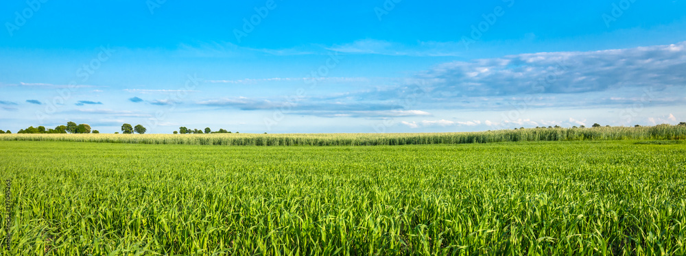 Naklejka premium Landscape of cereal field in spring. Green crops and blue sky, panoramic view