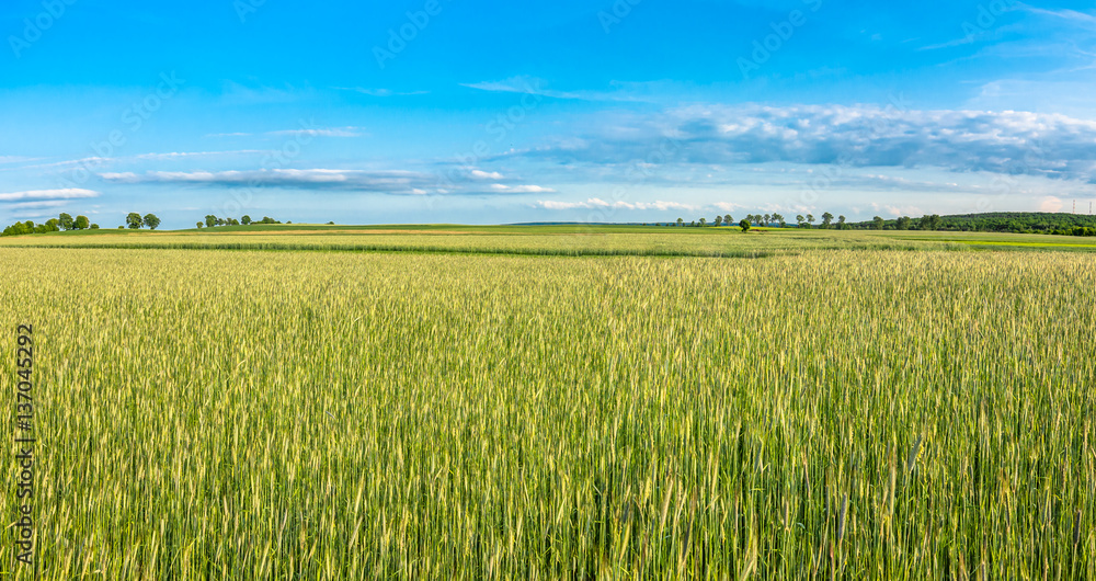 Field of cereal, countryside landscape of farming in Poland Field of cereal, countryside landscape of farming in Poland