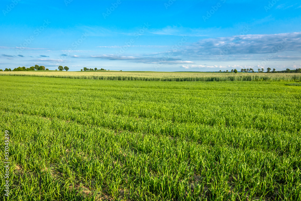 Landscape of cereal field in spring. Green crops and blue sky with trees on the horizon