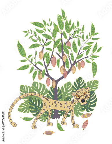 tree of cacao with ripe fruits and leopard