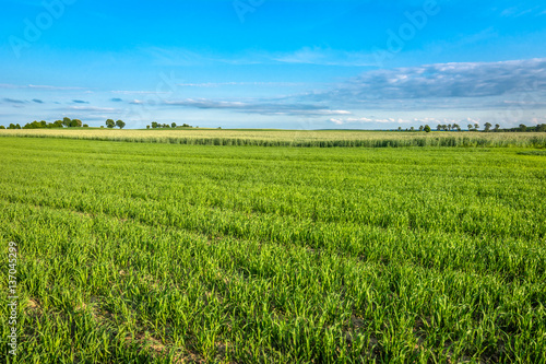 Landscape of cereal field in spring. Green crops and blue sky with trees on the horizon