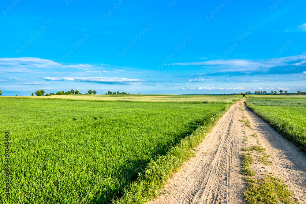 Blue sky, road and field with green grass in spring, countryside landscape