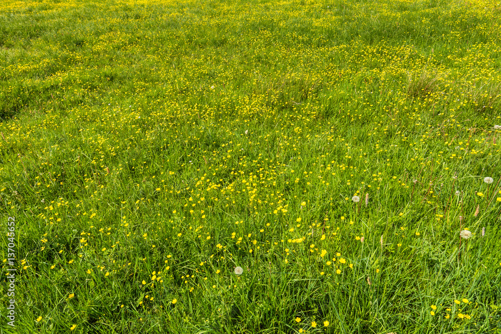 Obraz premium Yellow flowers, texture of grass on green field