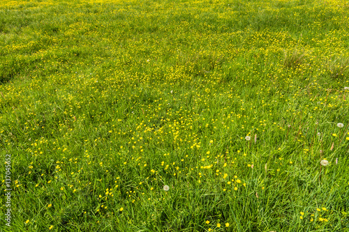 Yellow flowers, texture of grass on green field © alicja neumiler
