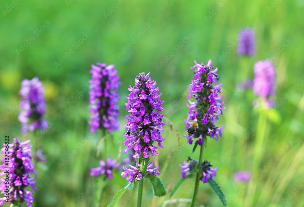 Beautiful lilac wildflowers Beautiful lilac wildflowers