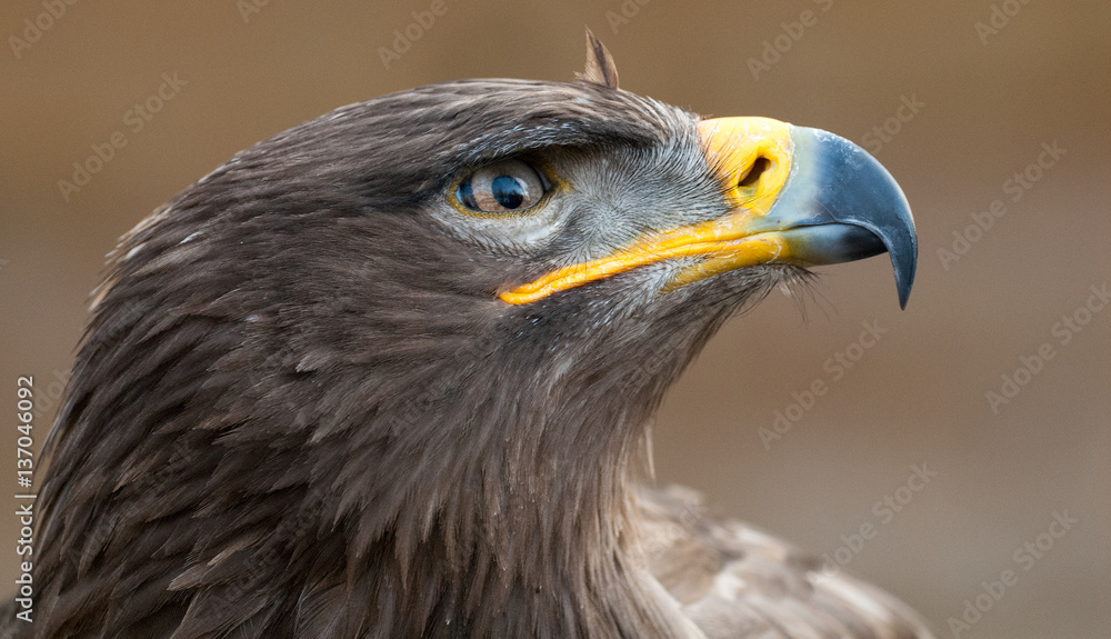 Naklejka premium Steinadler