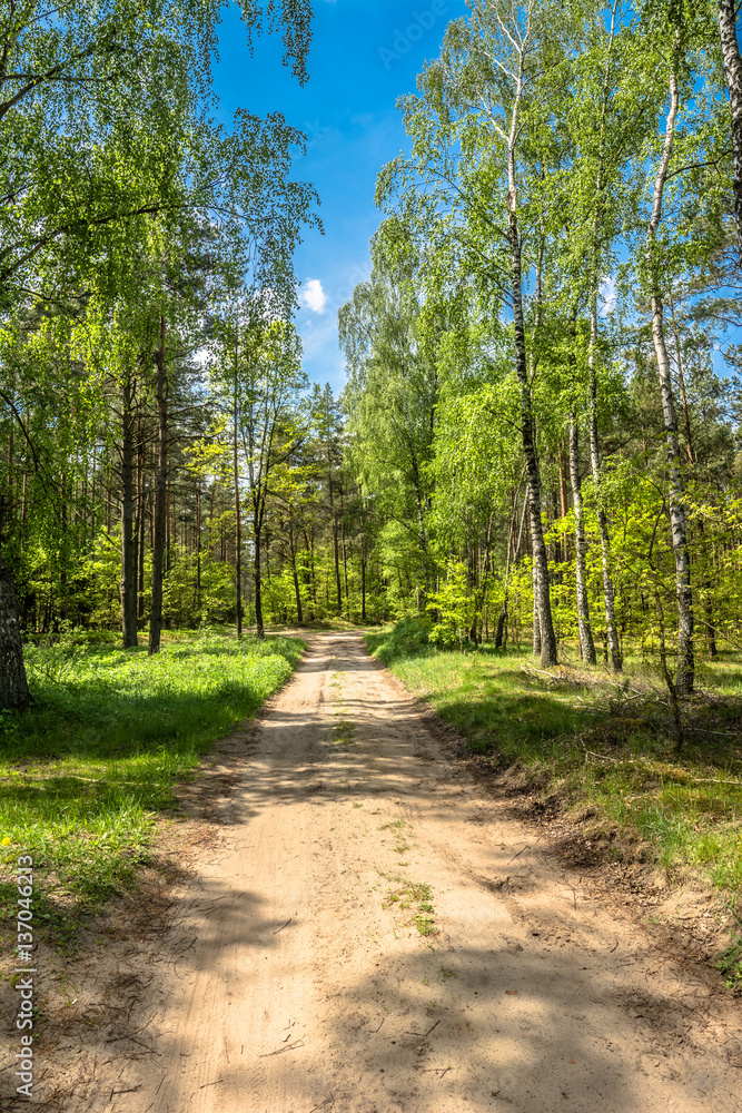 Spring forest road, landscape Spring forest road, landscape