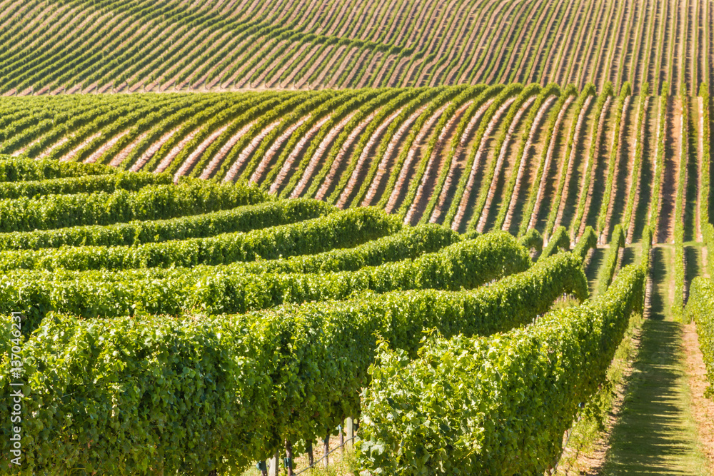 rows of grapevine growing in vineyard on rolling hills