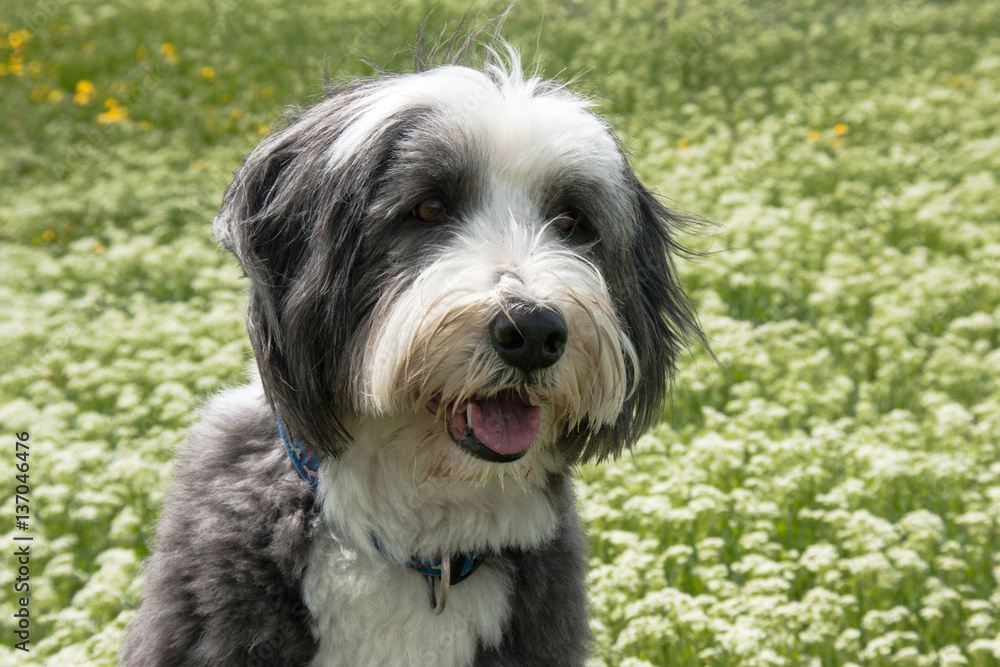 Bearded Collie in a Flower Field