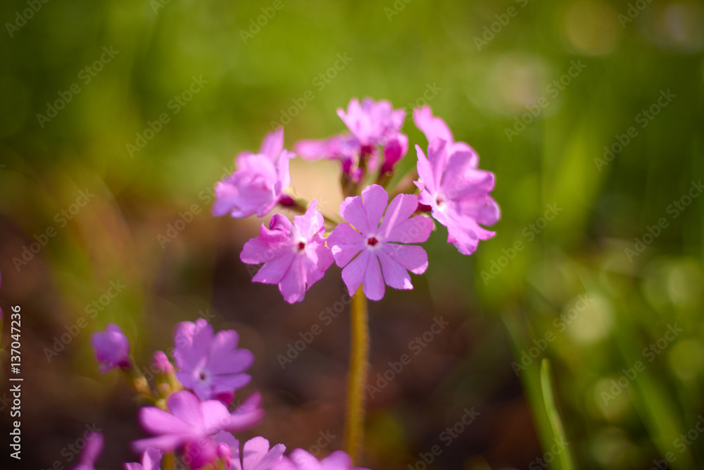 Wild Phlox wildflowers of Central, bright colors, Sunny day summer