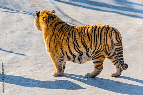 Fototapeta Naklejka Na Ścianę i Meble -  Tiger on the road.