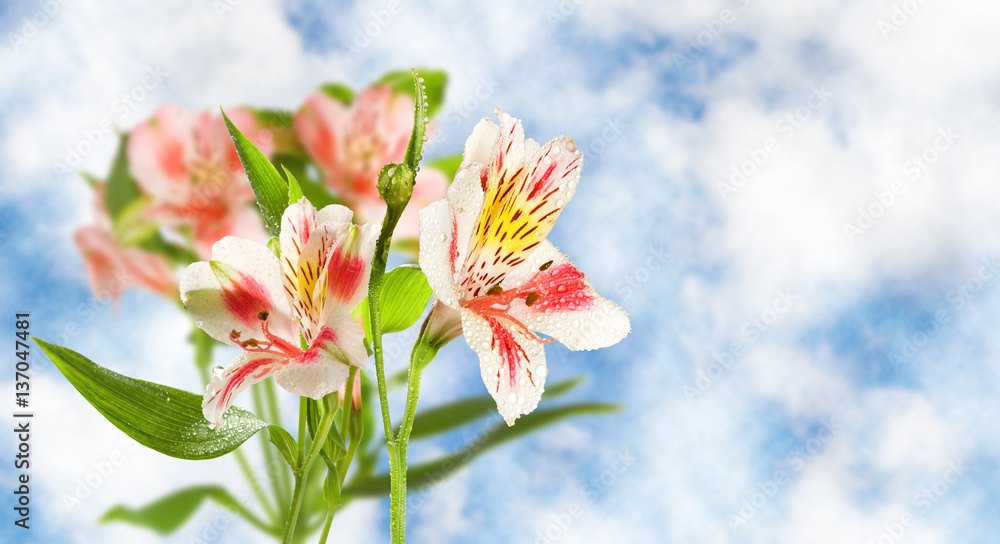 Fototapeta premium Image of beautiful flower close-up.