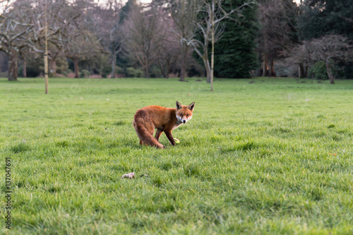 Urban fox (Vulpes vulpes) on grass in park in daylight. Hungry lame animal seeks food during afternoon in Bute Park, Cardiff, Wales, UK © iredding01