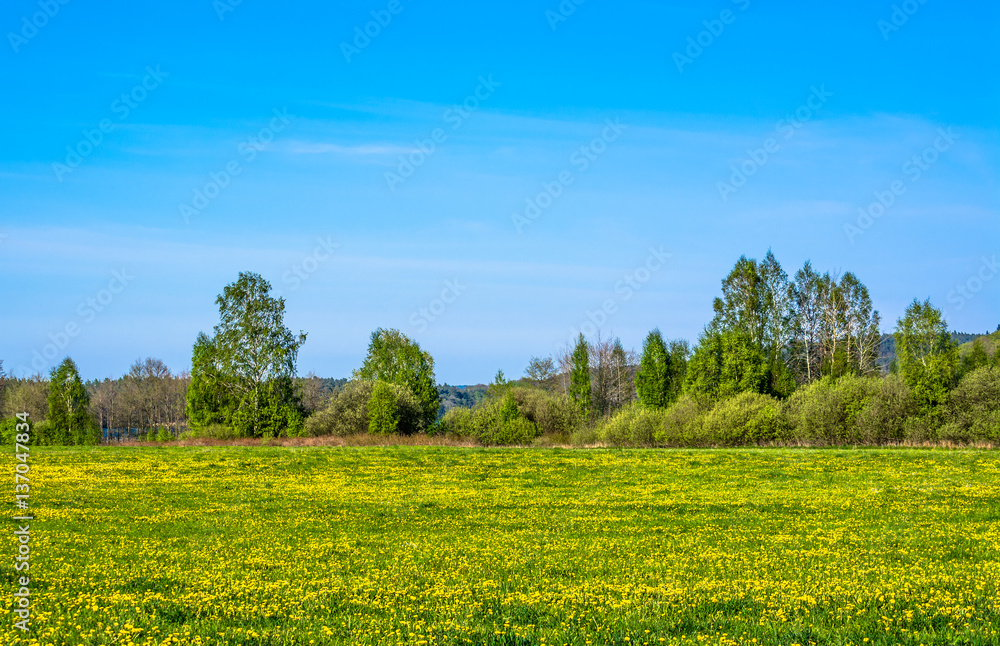 Blooming dandelions on spring meadow, landscape
