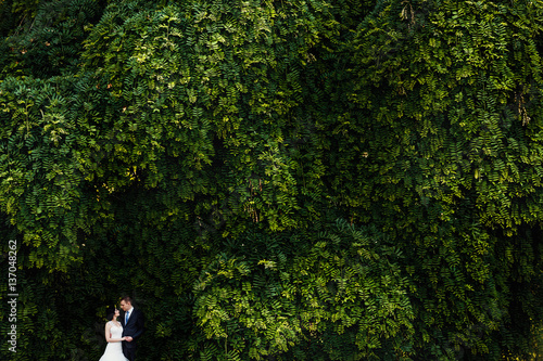Newlyweds silhouette at an unbelievably big tree.