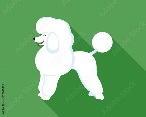 Poodle dog.