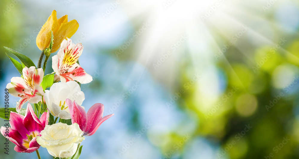 Obraz premium isolated image of beautiful flowers on green background.