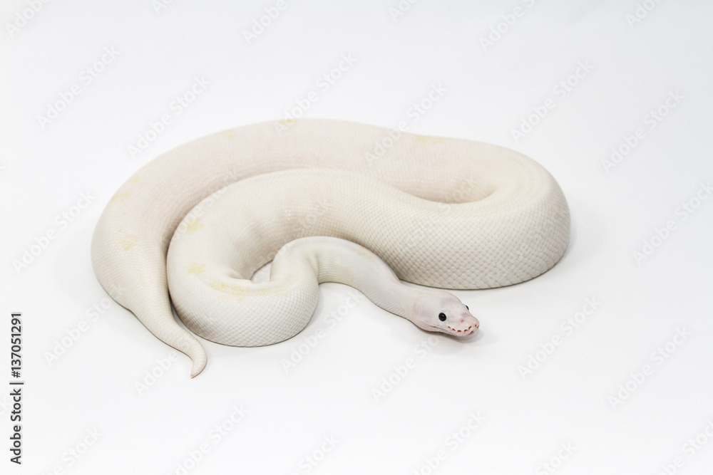 python python