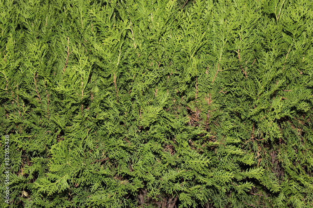 Thuja green natural background. Hedge of thuja trees, close up. Thuja texture. Green Hedge of Thuja Trees. Thuja green natural background. Hedge of thuja trees, close up. Thuja texture. Green Hedge of Thuja Trees.