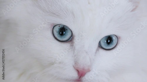 blue-eyed white fluffy cat