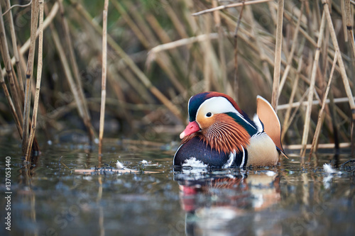 Wallpaper Mural mandarin duck at llangorse lake, in brecon beacons national park Torontodigital.ca