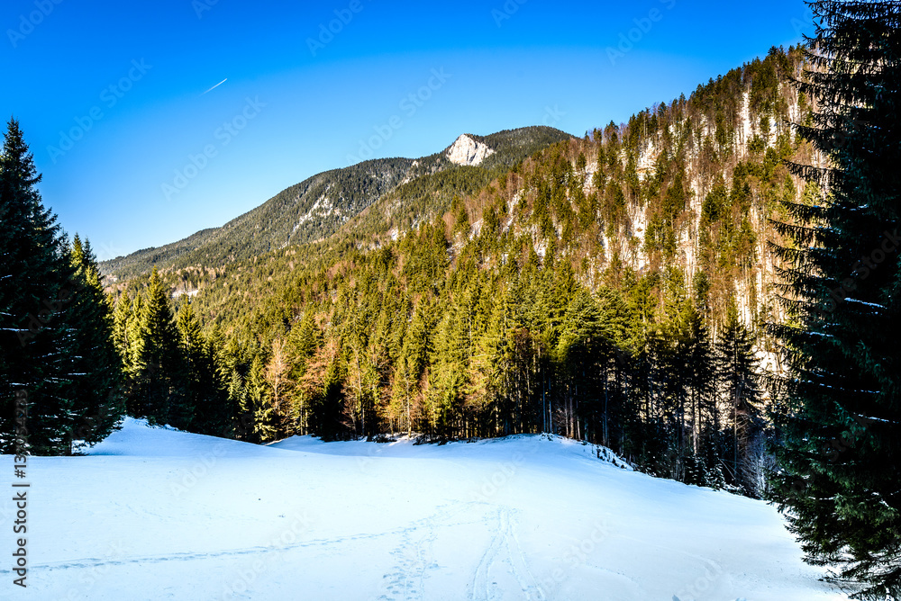 Mountain animal and human paths in the snow in forest. Mountain animal and human paths in the snow in forest.