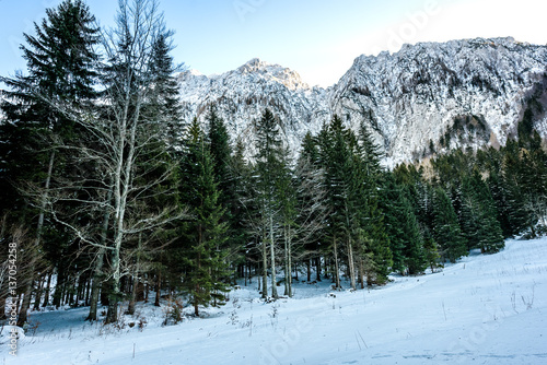 Forest and frozen trees with mountains covered in snow. © _jure