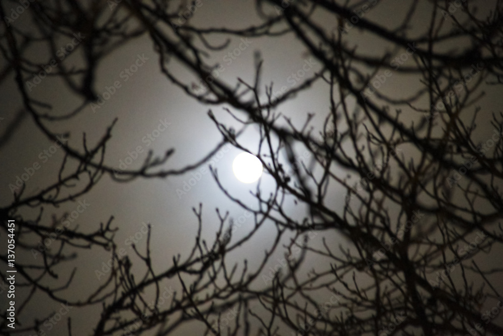 Full moon shining through clouds and trees. Defocused blurred abstract background Full moon shining through clouds and trees. Defocused blurred abstract background
