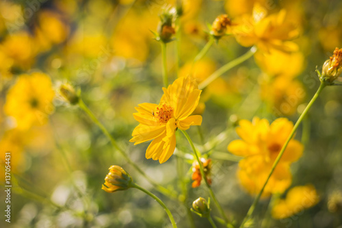 Yellow cosmos flower against sunlight in morning.